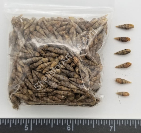 Tiny Striped Brown Auger Shells