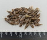 Tiny Striped Brown Auger Shells