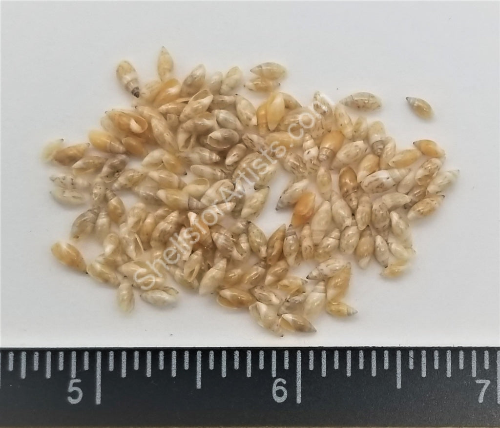 Tiny Tan Rice Shells - 4mm to 6mm - 3