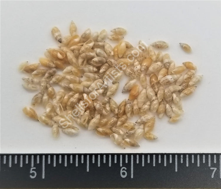 Tiny Tan Rice Shells - 4mm to 6mm - 3