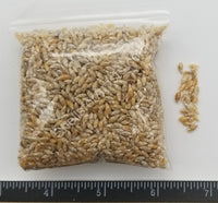 Tiny Tan Rice Shells