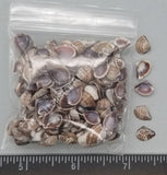 Tiny Venus Clams