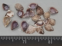 Tiny Venus Clams