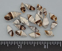 Turrid Snails- Closeout