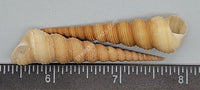 Unicorn Horn Turritella- Light Brown