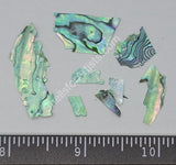 Very Thin Tinted Turquoise Rainbow Abalone (Paua) Chips