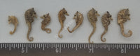 Vintage Small Genuine Seahorses