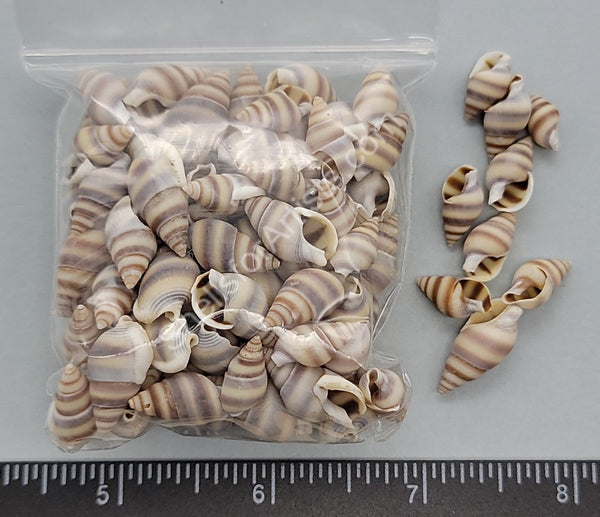 White Brown And Gray Snails