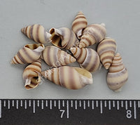 White Brown And Gray Snails