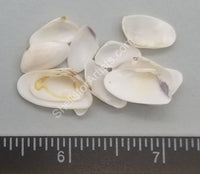 Solid White Coquina