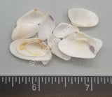 Solid White Coquina