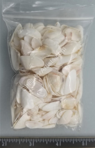 Solid White Coquina