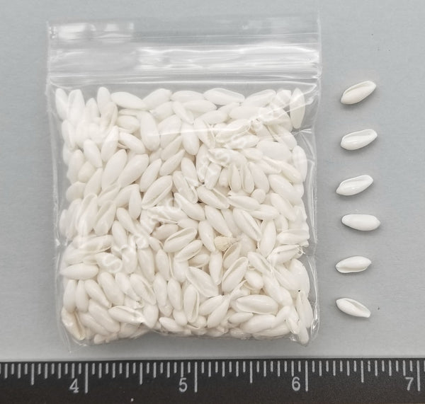 Tiny White Rice Shells