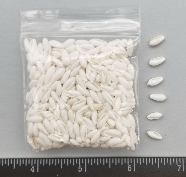 Asian White Rice Shells Rice – Shells for Artists