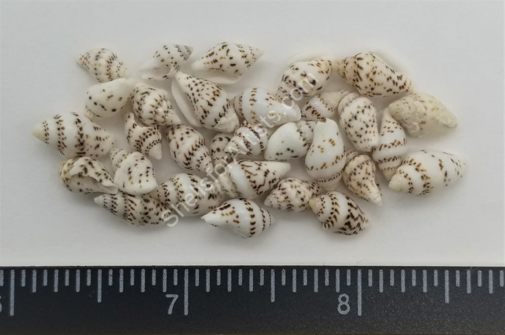 White Speckled Dove Shells - 7mm to 14mm - 2.5