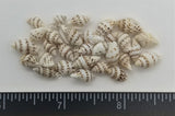 White Speckled Dove Shells