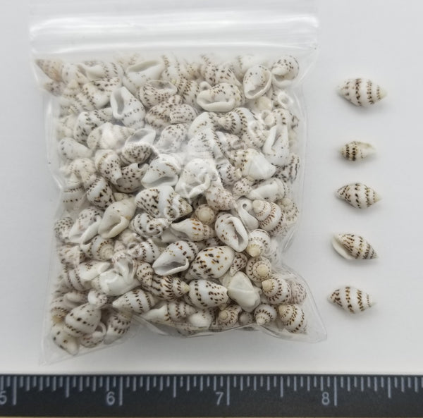 White Speckled Dove Shells