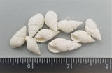White Whelk Shells
