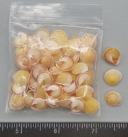 Yellow-Orange Flat Land Snails