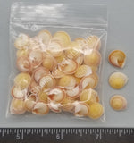 Yellow-Orange Flat Land Snails