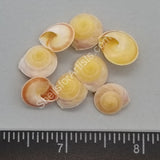 Yellow-Orange Flat Land Snails